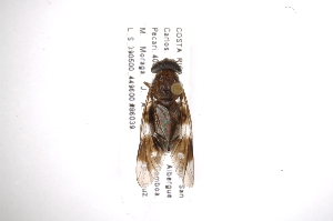  ( - INB0004010316)  @13 [ ] Copyright (2012) M. Zumbado Instituto Nacional de Biodiversidad