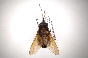  (Fidena flavipennis - INB0004010864)  @13 [ ] Copyright (2012) M. Zumbado Instituto Nacional de Biodiversidad