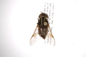  ( - INB0004073742)  @13 [ ] Copyright (2012) M. Zumbado Instituto Nacional de Biodiversidad