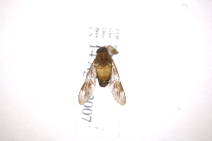  ( - INB0004111722)  @13 [ ] Copyright (2012) M. Zumbado Instituto Nacional de Biodiversidad