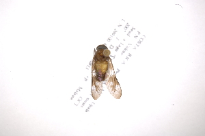  ( - INB0004146106)  @13 [ ] Copyright (2012) M. Zumbado Instituto Nacional de Biodiversidad