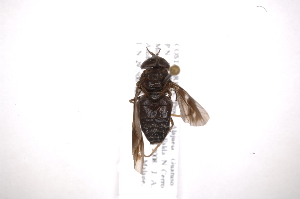  ( - INB0004148437)  @13 [ ] Copyright (2012) M. Zumbado Instituto Nacional de Biodiversidad