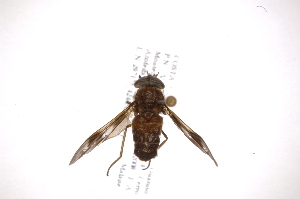  ( - INB0004148503)  @13 [ ] Copyright (2012) M. Zumbado Instituto Nacional de Biodiversidad