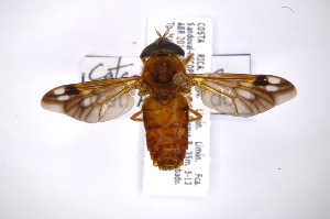  (Catachlorops sp - INB0004281473)  @14 [ ] Copyright (2012) M. Zumbado Instituto Nacional de Biodiversidad