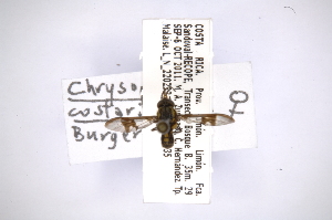  (Chrysops costaricensis - INB0004298381)  @12 [ ] Copyright (2012) M. Zumbado Instituto Nacional de Biodiversidad