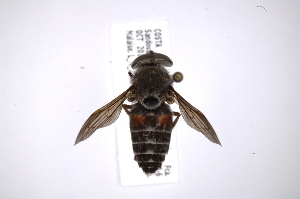  ( - INB0004298471)  @11 [ ] Copyright (2012) M. Zumbado Instituto Nacional de Biodiversidad