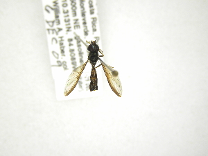  (Ocyptamus coeruleus - INB0004304308)  @13 [ ] Copyright (2012) M. Zumbado Instituto Nacional de Biodiversidad