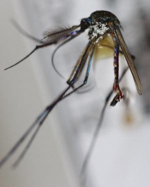 ( - INB0004319202)  @11 [ ] Copyright (2012) L.G. Chaverri Instituto Nacional de Biodiversidad