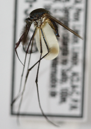  ( - INB0004319281)  @11 [ ] Copyright (2012) L.G. Chaverri Instituto Nacional de Biodiversidad