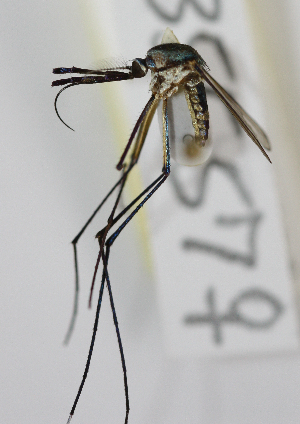  ( - INB0004319286)  @14 [ ] Copyright (2012) L.G. Chaverri Instituto Nacional de Biodiversidad