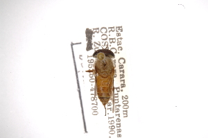  (Stypommisa jaculator - INBIOCRI000168226)  @11 [ ] Copyright (2012) M. Zumbado Instituto Nacional de Biodiversidad