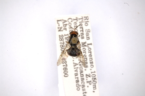  (Chorophthalmyia albarista - INBIOCRI000415118)  @11 [ ] Copyright (2012) M. Zumbado Instituto Nacional de Biodiversidad