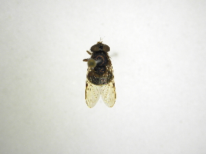  ( - INBIOCRI000554214)  @11 [ ] Copyright (2012) M. Zumbado Instituto Nacional de Biodiversidad