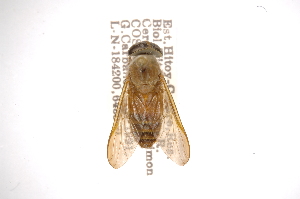 (Stypommisa captiroptera - INBIOCRI000601310)  @14 [ ] Copyright (2012) M. Zumbado Instituto Nacional de Biodiversidad