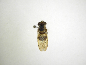  ( - INBIOCRI000717793)  @11 [ ] Copyright (2012) M. Zumbado Instituto Nacional de Biodiversidad