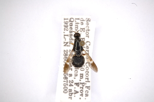  (Acanthinomyia - INBIOCRI000802061)  @13 [ ] Copyright (2012) M. Zumbado Instituto Nacional de Biodiversidad