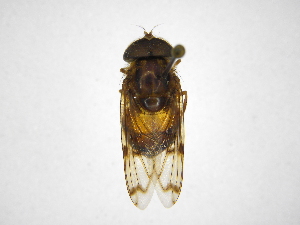  ( - INBIOCRI000853255)  @11 [ ] Copyright (2012) M. Zumbado Instituto Nacional de Biodiversidad