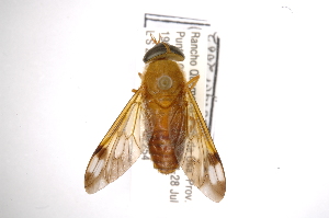  (Catachlorops fulmineus - INBIOCRI001154788)  @14 [ ] Copyright (2012) M. Zumbado Instituto Nacional de Biodiversidad