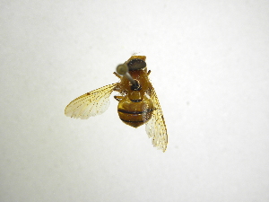  ( - INBIOCRI001312452)  @11 [ ] Copyright (2012) M. Zumbado Instituto Nacional de Biodiversidad