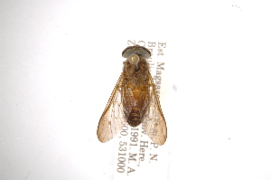  (Stypommisa pequeniensis - INBIOCRI001337065)  @13 [ ] Copyright (2012) M. Zumbado Instituto Nacional de Biodiversidad