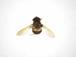  ( - INBIOCRI001716414)  @11 [ ] Copyright (2012) M. Zumbado Instituto Nacional de Biodiversidad