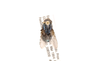  (Cochliomyia hominivorax - INBIOCRI001755881)  @13 [ ] Copyright (2012) J. Vargas Instituto Nacional de Biodiversidad
