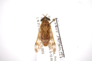  (Catachlorops balioptera - INBIOCRI001788409)  @13 [ ] Copyright (2012) M. Zumbado Instituto Nacional de Biodiversidad