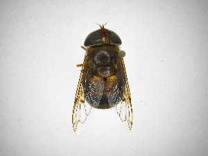  ( - INBIOCRI001993011)  @11 [ ] Copyright (2012) M. Zumbado Instituto Nacional de Biodiversidad