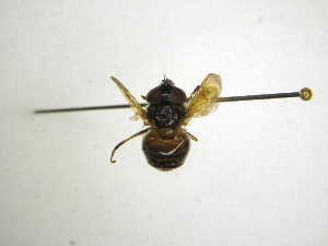  ( - INBIOCRI002079787)  @11 [ ] Copyright (2012) M. Zumbado Instituto Nacional de Biodiversidad
