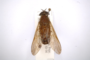  (Tabanus lacajaensis - INBIOCRI002250889)  @13 [ ] Copyright (2012) M. Zumbado Instituto Nacional de Biodiversidad