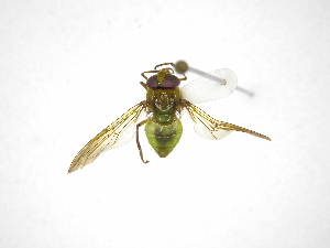  ( - INBIOCRI002311139)  @11 [ ] Copyright (2012) M. Zumbado Instituto Nacional de Biodiversidad