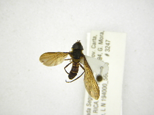  (Hermesomyia wulpianus - INBIOCRI002311211)  @13 [ ] Copyright (2012) M. Zumbado Instituto Nacional de Biodiversidad