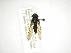  (Argentinomyia melanocera - INBIOCRI002338186)  @13 [ ] Copyright (2012) M. Zumbado Instituto Nacional de Biodiversidad