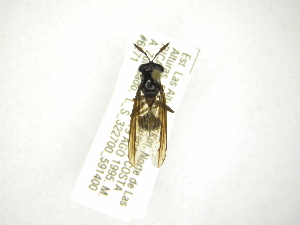 (Polybiomyia bergrothi - INBIOCRI002389041)  @13 [ ] Copyright (2012) M. Zumbado Instituto Nacional de Biodiversidad