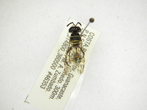  (Microdon claripennis - INBIOCRI002563968)  @11 [ ] Copyright (2012) M. Zumbado Instituto Nacional de Biodiversidad