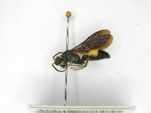  ( - INB0003047215)  @11 [ ] Copyright (2012) Braulio Hernandez Instituto Nacional de Biodiversidad