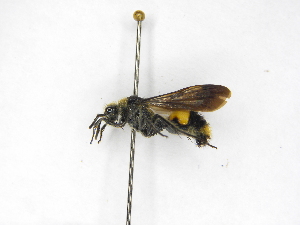 ( - INB0003084757)  @11 [ ] Copyright (2012) Braulio Hernandez Instituto Nacional de Biodiversidad
