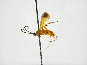  ( - INB0003765108)  @11 [ ] Copyright (2012) B. Hernandez Instituto Nacional de Biodiversidad