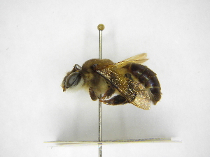  ( - INBIOCRI000185804)  @11 [ ] Copyright (2012) Braulio Hernandez Instituto Nacional de Biodiversidad