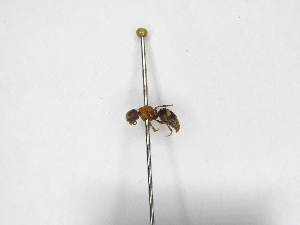  ( - INBIOCRI000314953)  @11 [ ] Copyright (2012) Braulio Hernandez Instituto Nacional de Biodiversidad