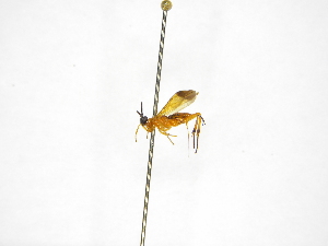  ( - INBIOCRI000462073)  @11 [ ] Copyright (2012) B. Hernandez Instituto Nacional de Biodiversidad