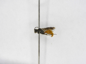  ( - INBIOCRI000634573)  @11 [ ] Copyright (2012) Braulio Hernandez Instituto Nacional de Biodiversidad