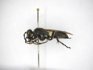  (Sphex tinctipennis - INBIOCRI000668898)  @14 [ ] Copyright (2012) Braulio Hernandez Instituto Nacional de Biodiversidad
