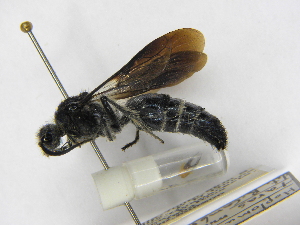 (Hoplomutilla taras - INBIOCRI000740356)  @11 [ ] Copyright (2012) Braulio Hernandez Instituto Nacional de Biodiversidad