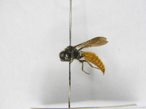  ( - INBIOCRI000804308)  @11 [ ] Copyright (2012) Braulio Hernandez Instituto Nacional de Biodiversidad