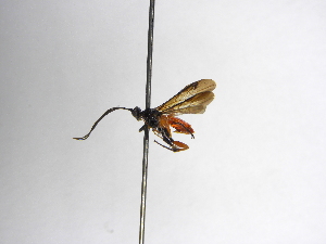  ( - INBIOCRI000906881)  @11 [ ] Copyright (2012) B. Hernandez Instituto Nacional de Biodiversidad