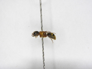  ( - INBIOCRI000996732)  @11 [ ] Copyright (2012) Braulio Hernandez Instituto Nacional de Biodiversidad