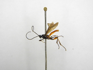  ( - INBIOCRI001342847)  @11 [ ] Copyright (2012) B. Hernandez Instituto Nacional de Biodiversidad