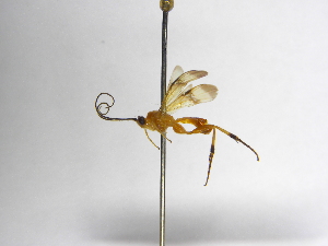  (Zelomorpha annulifovea - INBIOCRI001708680)  @11 [ ] Copyright (2012) B. Hernandez Instituto Nacional de Biodiversidad