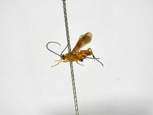  ( - INBIOCRI001716334)  @11 [ ] Copyright (2012) B. Hernandez Instituto Nacional de Biodiversidad